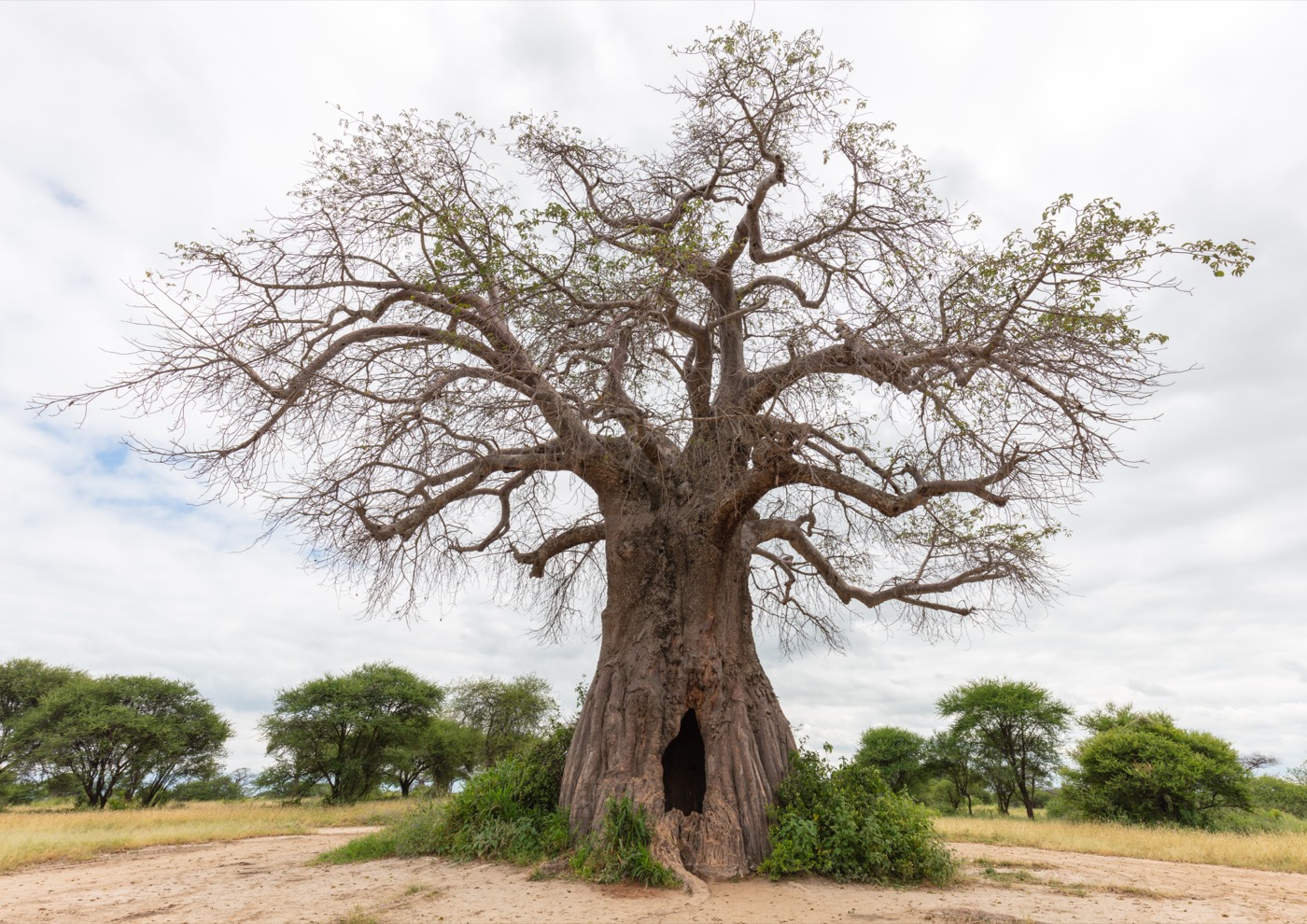 *Adansonia digitata*: baobab.