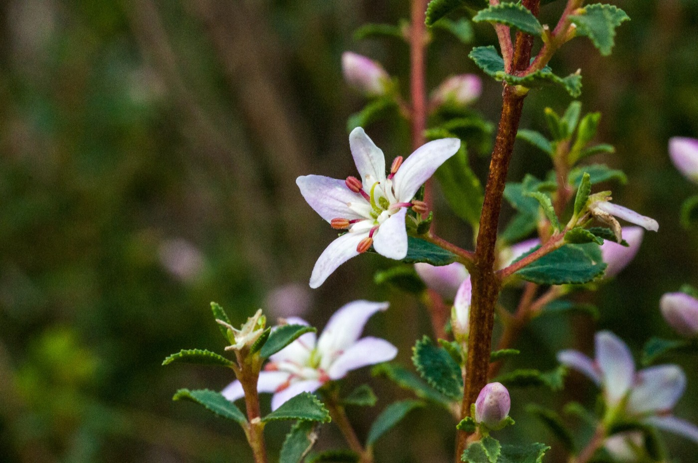 *Agathosma betulina*: buchu (round-leaf).