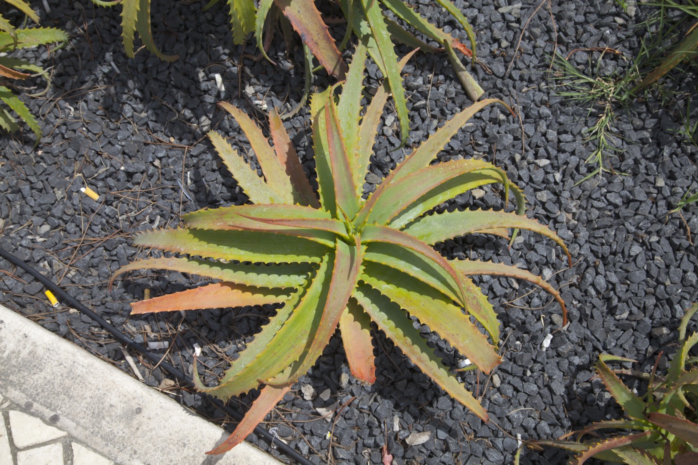 *Aloe arborescens*: krantz aloe / tree aloe.