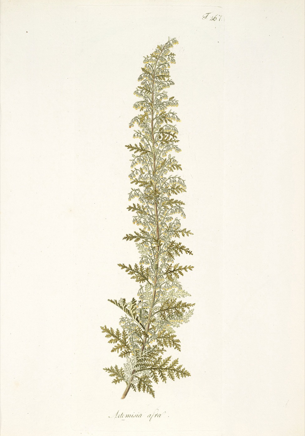 *Artemisia afra*: African wormwood / wilde-als.