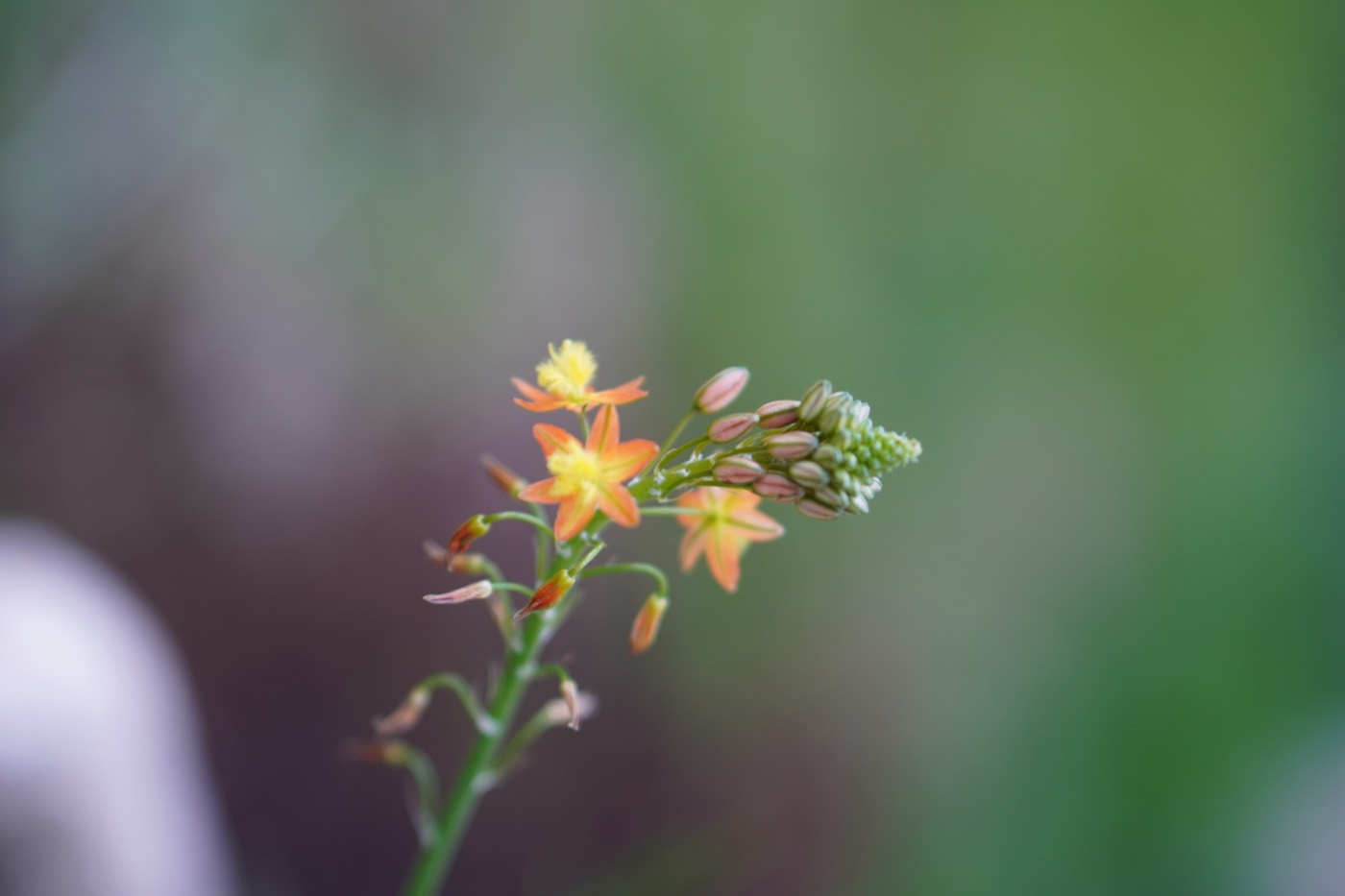 *Bulbine frutescens*: burn jelly plant / geelkatstert.