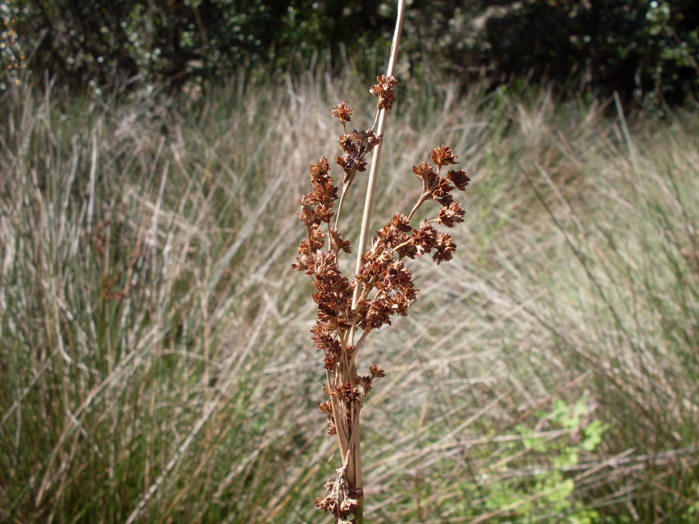 *Juncus kraussii*: sea rush / iNcema.