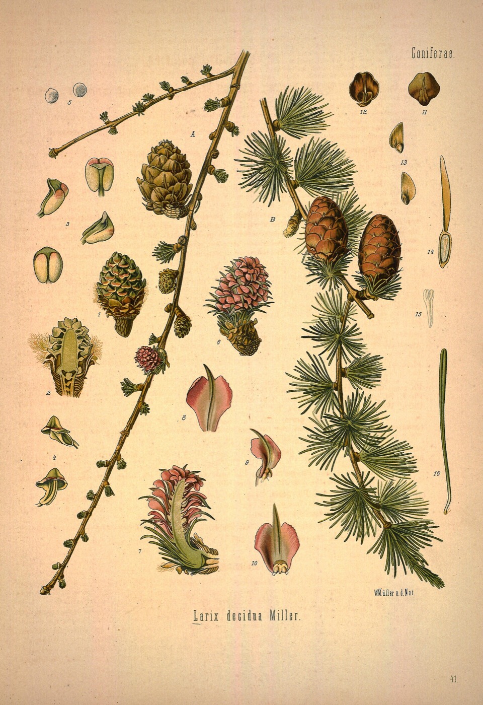 *Larix decidua*: European larch.