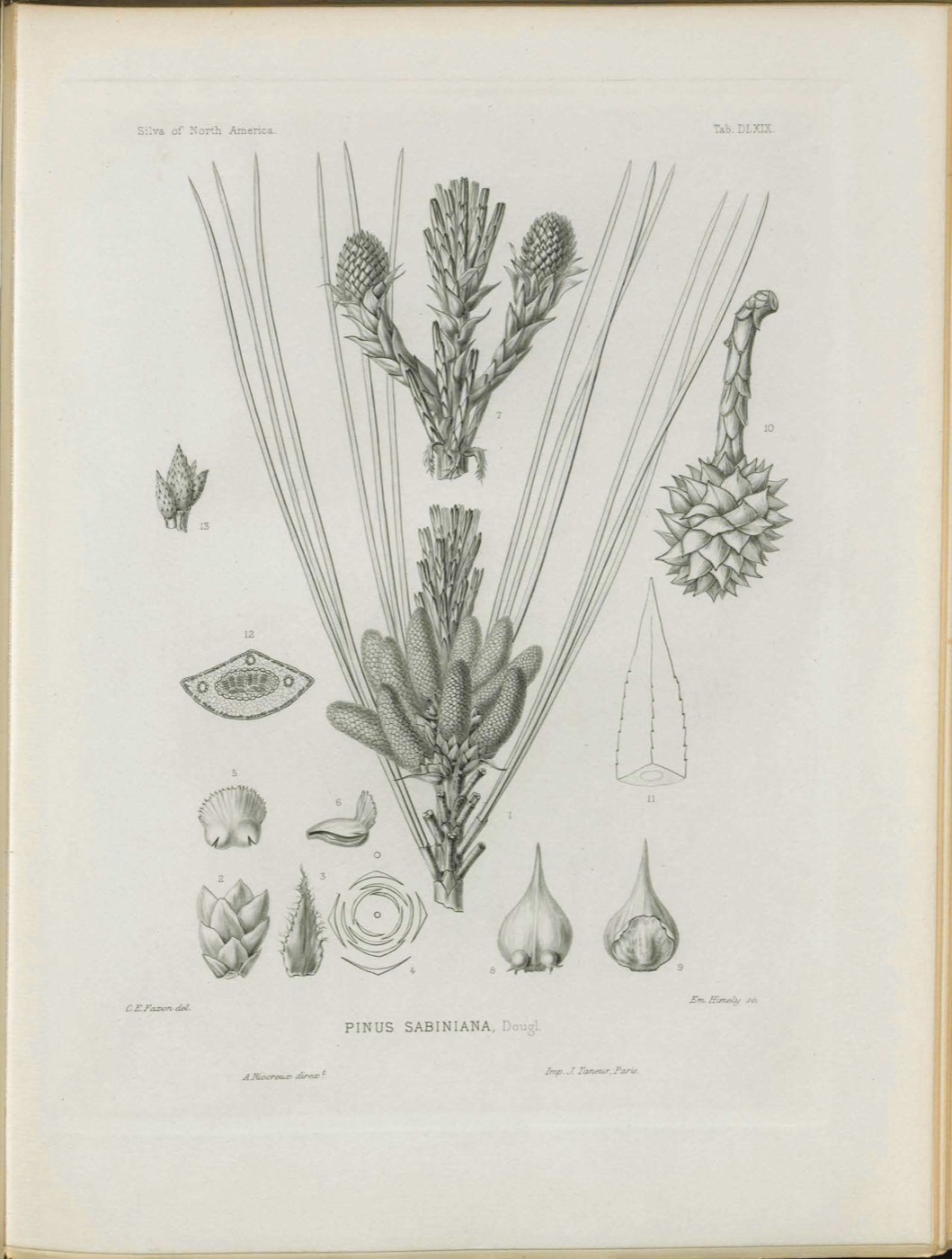*Pinus sabiniana*: gray pine.