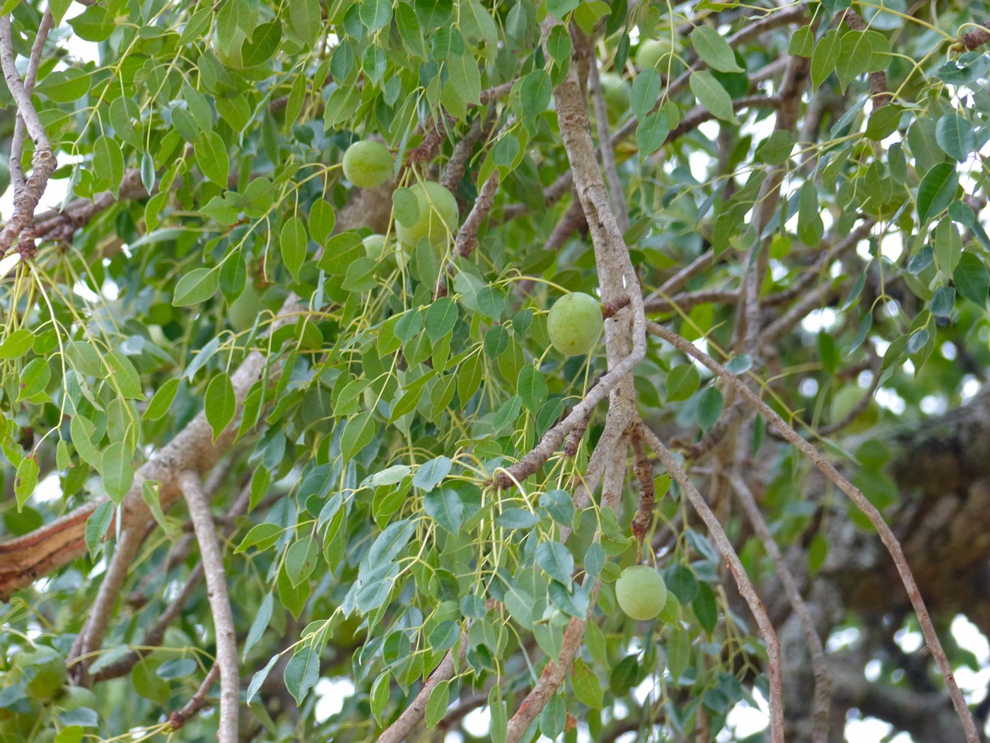 *Sclerocarya birrea*: marula.