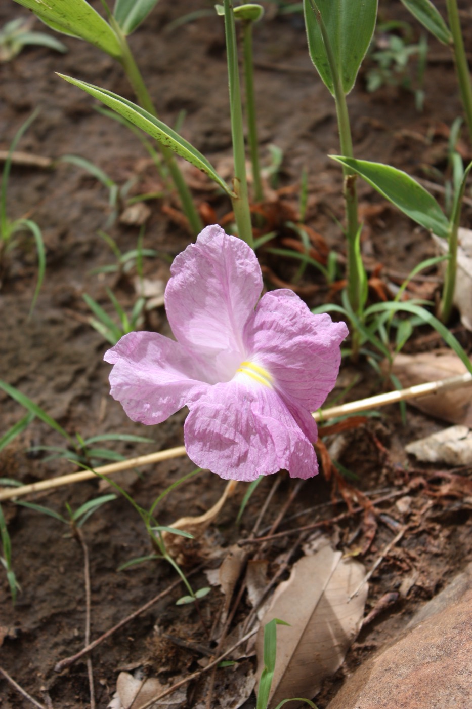 *Siphonochilus aethiopicus*: African ginger.